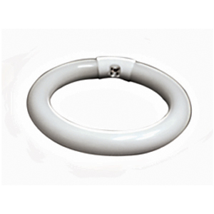 Flourescent Bulb, Circline, 22 Watt